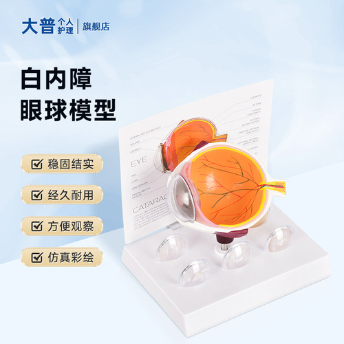 白内障青光眼教学仿真眼球病变