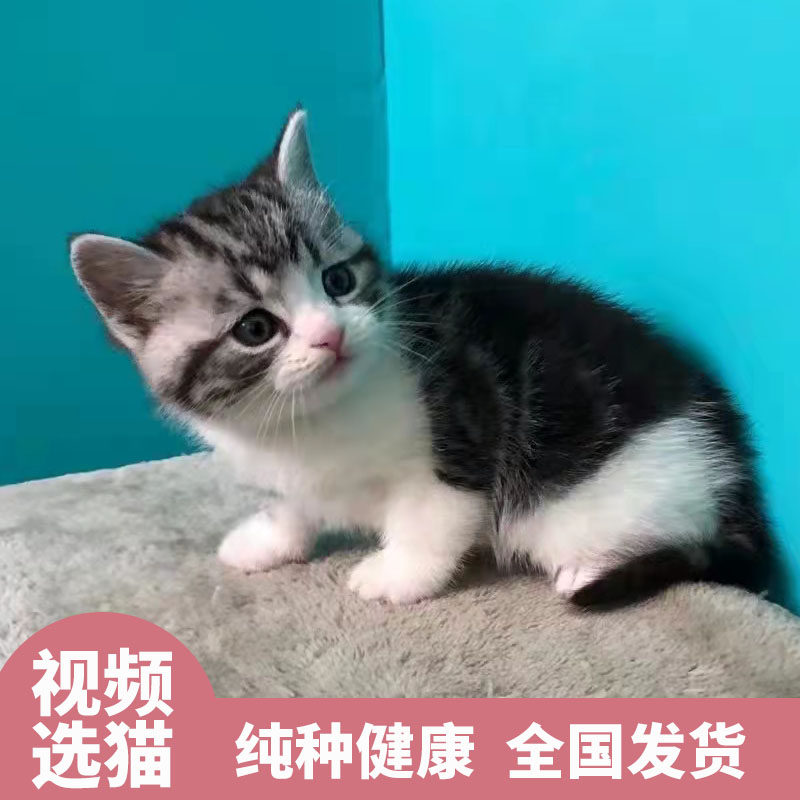 纯种美短加白起司猫幼猫美国短毛猫幼崽标斑猫虎斑猫活体宠物猫咪