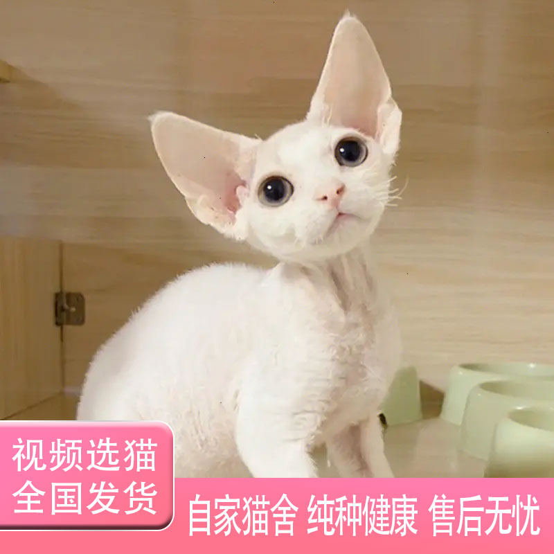 纯种德文卷毛猫幼崽活体宠物猫咪纯白短毛猫幼猫无毛猫斯芬克斯猫 宠物/宠物食品及用品 猫咪 原图主图