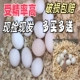 受精蛋种蛋虎皮鹦鹉蛋可人工孵化当天新鲜鸟蛋受精率高旋风鹦鹉蛋