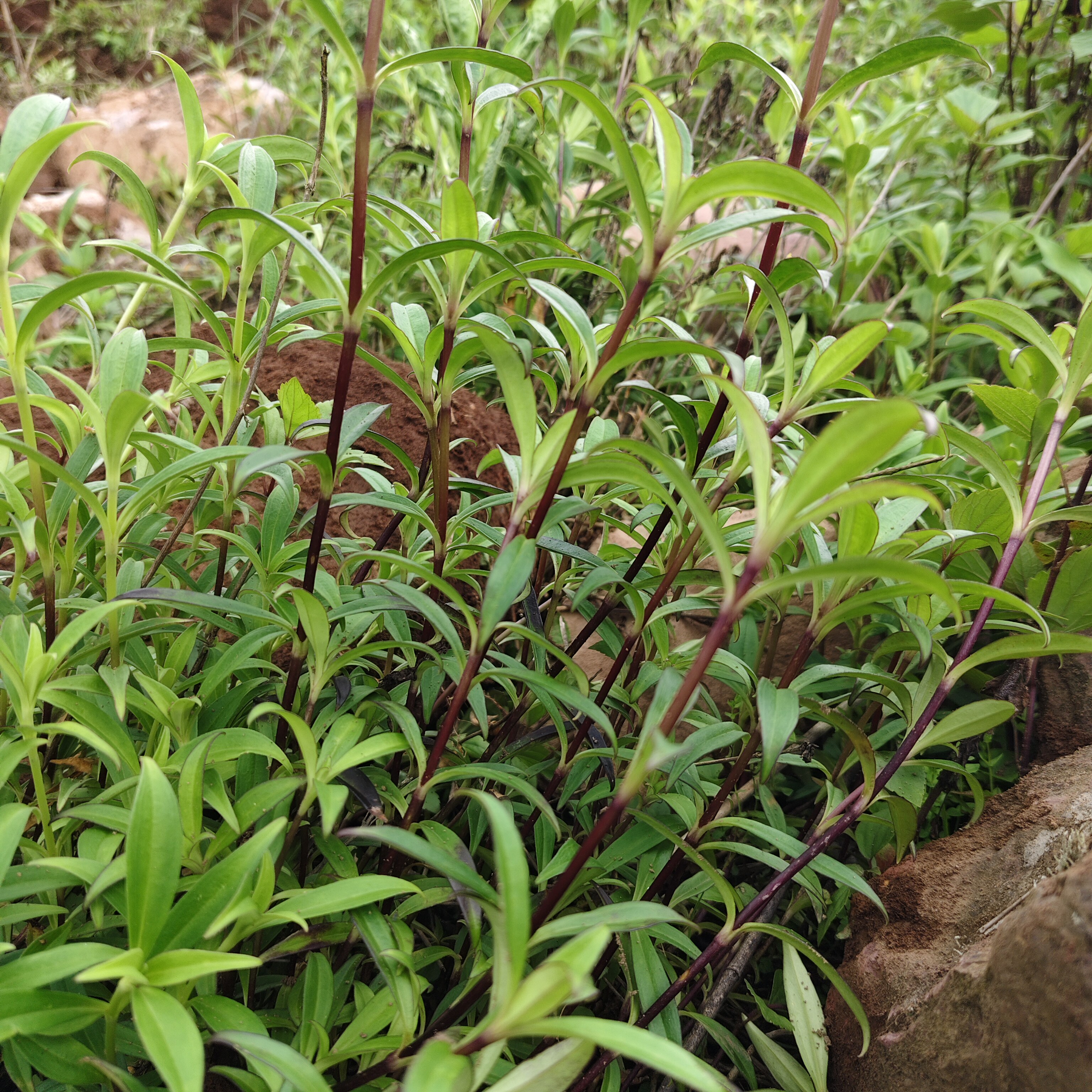 云南山区新鲜龙胆草 大龙胆草 苦胆草 中草药材龙胆 整棵现挖包邮