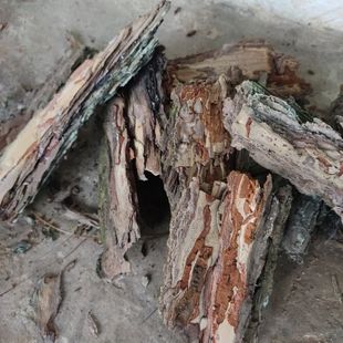 云南老松树皮未发酵泡脚栽花种草兰花专用透气料多肉植物小盆栽