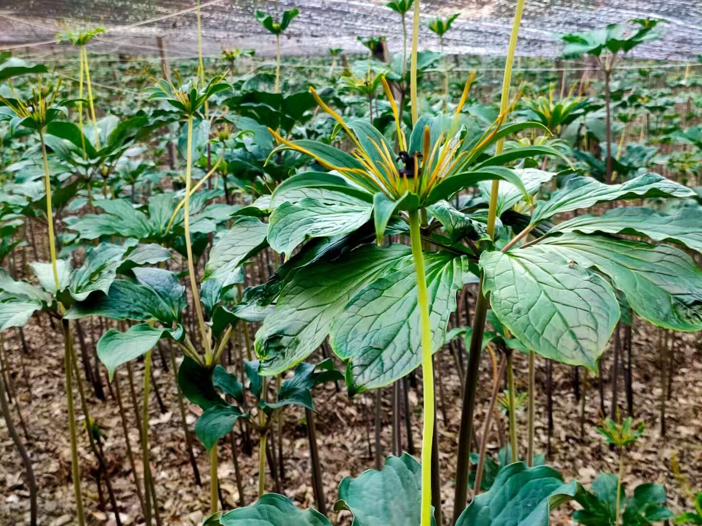 云南山区重楼中药材七叶一枝花非种植原始森林采挖农产品重楼