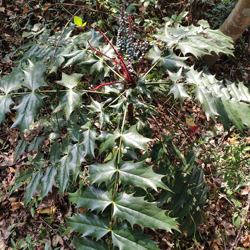 庭院阳台夏季野生盆景树苗景观树四季观叶植物柏黄v连刺绿植不含