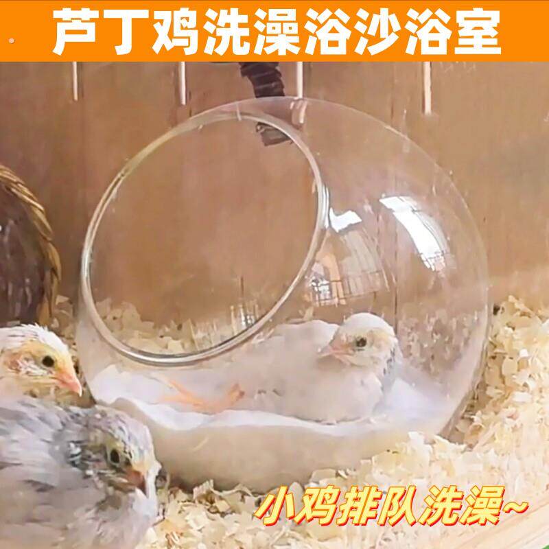 芦丁鸡透明浴室躲避小屋卢丁鸡窝造景用品洗澡房子浴沙除臭套餐