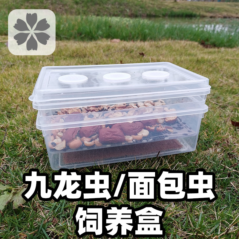 洋虫九龙虫面包虫爬虫透明饲养盒