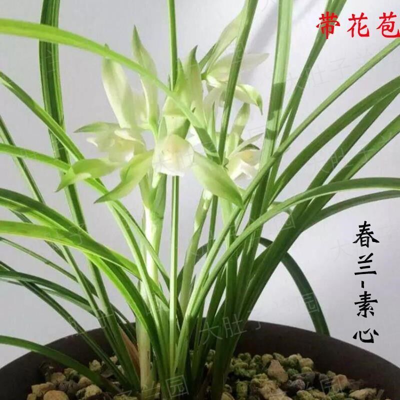 超低价 当年开花 带花苞春兰莲瓣兰 花蝴蝶室内外花卉盆栽绿植物