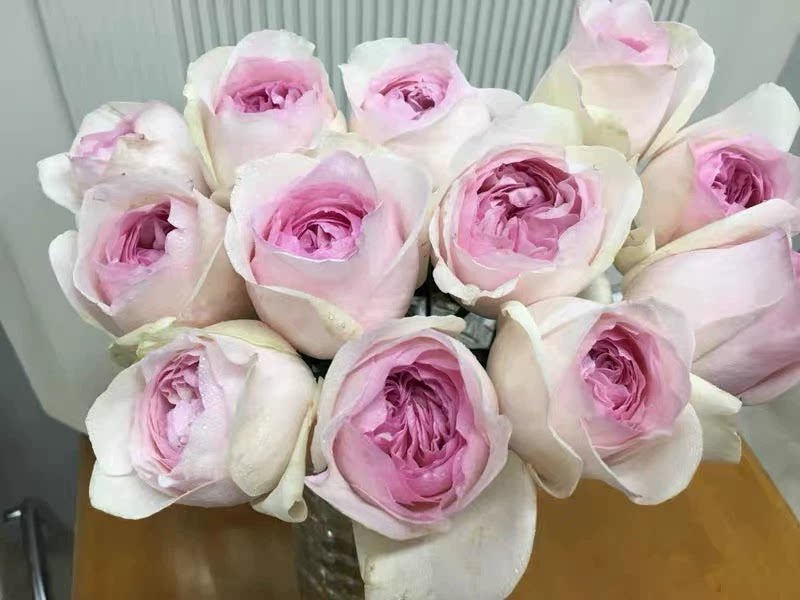 伊芙乙女心伊芙系列欧月季切花玫瑰花苗包子型浓香多季开花