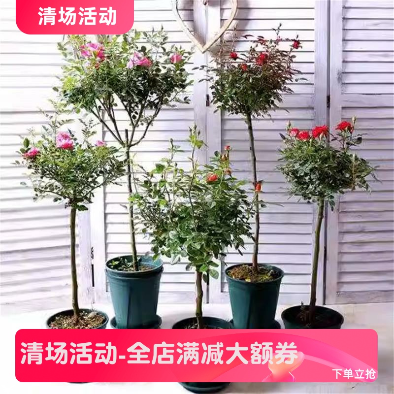 姬乙女棒棒糖月季树状果汁阳台樱板玛丽微月勤花庭院花卉绿植盆栽