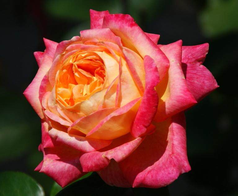 爱与和平月季 灌木勤花 花径可达14cm 抗病强 阳台庭院花卉盆栽