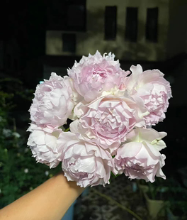 新品露凝香月季 根接苗强香灌木大花抗病花径8-10厘米