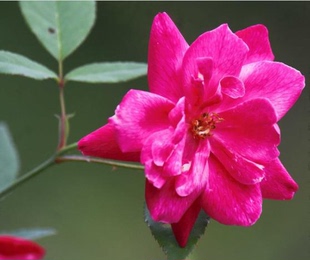 中国古老月季小叶变色月月红 灌木勤花丰花抗病耐热耐晒耐寒 盆栽