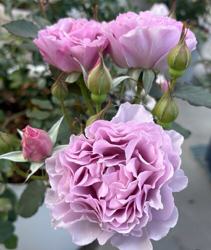 新品强香婆娑月季根接中苗 灌木勤花大花浓香