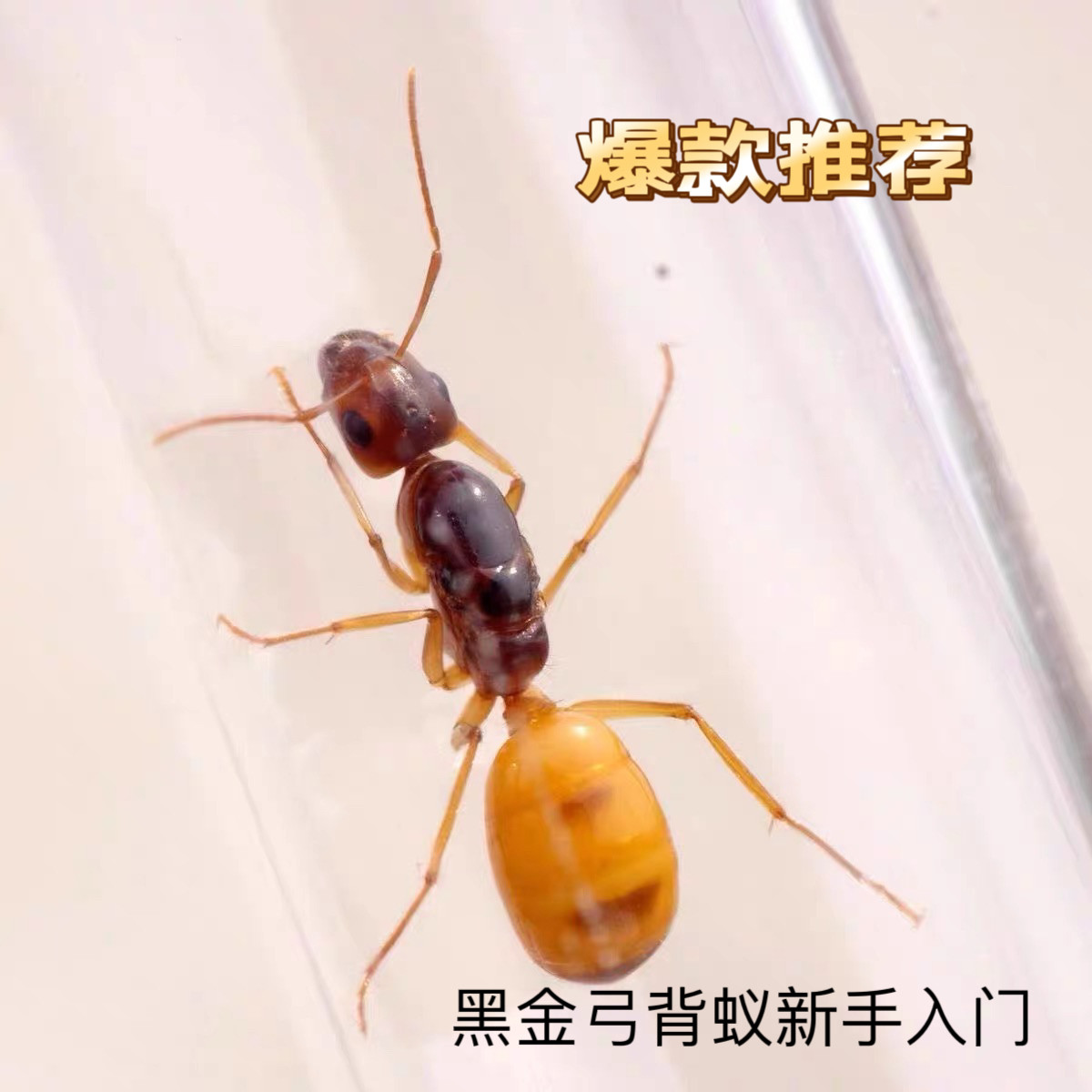 黑金弓背蚁黑金费氏弓背蚁土耳其弓背蚁新手入门