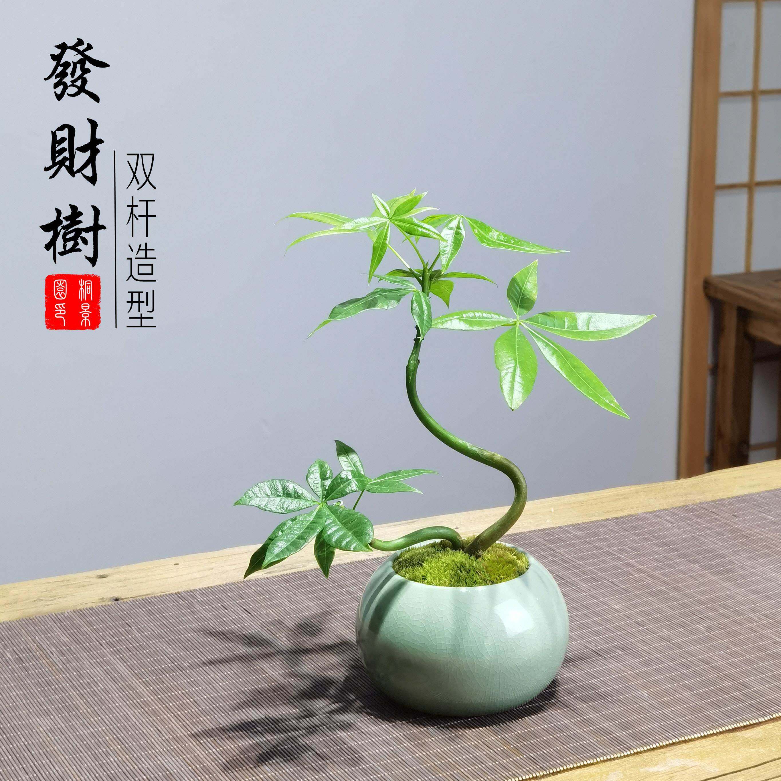 桐景园 造型双杆发财树新中式盆景 室内四季常青绿植电脑桌盆栽