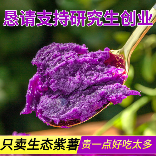 硕士生态种植 新鲜现挖  粉糯香甜 沙地紫薯