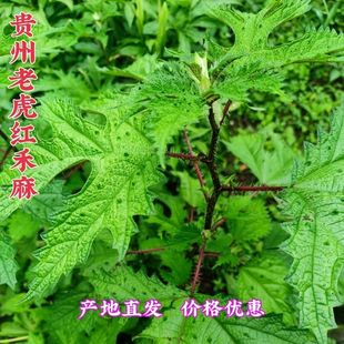 贵州大红活麻根 新鲜野生红荨麻草根红禾麻高原红霍麻干根中药材