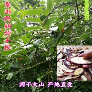贵州野生干货胡颓子根胡秃子羊奶果子牛奶根贯榨根叶刺头中草药材