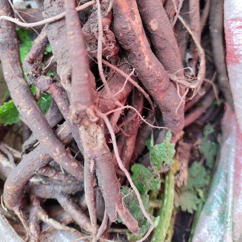 贵州大红活麻根 新鲜野生红荨麻草根红禾麻高原红霍麻干根中药材