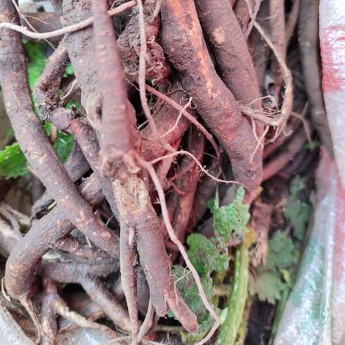 贵州大红活麻根 新鲜野生红荨麻草根红禾麻高原红霍麻干根中药材
