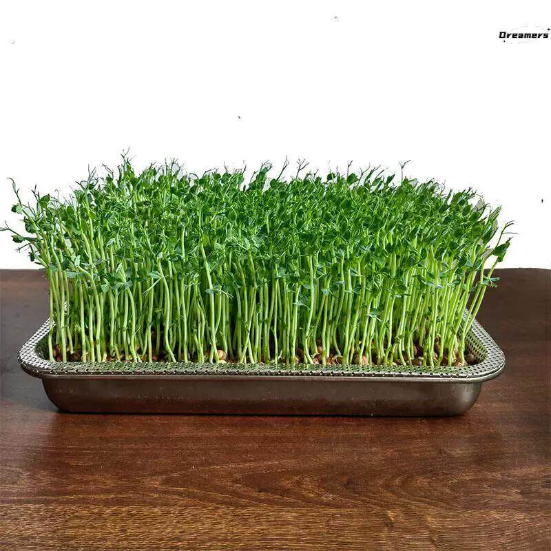 豆芽发芽盆不锈钢芽苗菜育苗盘豆芽菜种植盆大号特大多用途育厂家