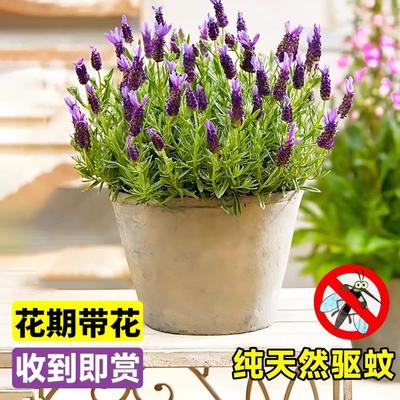 速发薰衣草盆栽带花旱植物室内绿耐草耐高温驱蚊四季开花好养外植