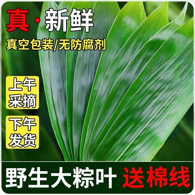 新鲜粽子叶大宽叶纯天然粽叶芦苇粽叶真空包装野生江西箬叶批发价