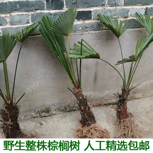 扇子树葵蒲扇棕榈大树别墅绿植棕竹苗棕棕树苗棕榈树苗野生棕榈树