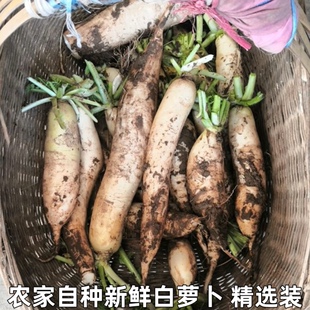 白皮萝卜白肉新鲜蔬菜泡菜原料当季 新鲜蔬菜白萝卜新鲜 农家自种