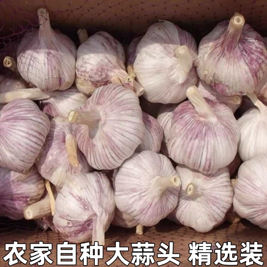 新鲜干蒜紫皮大蒜红多瓣蒜大蒜头糖醋现挖鲜蒜白湿蒜包邮