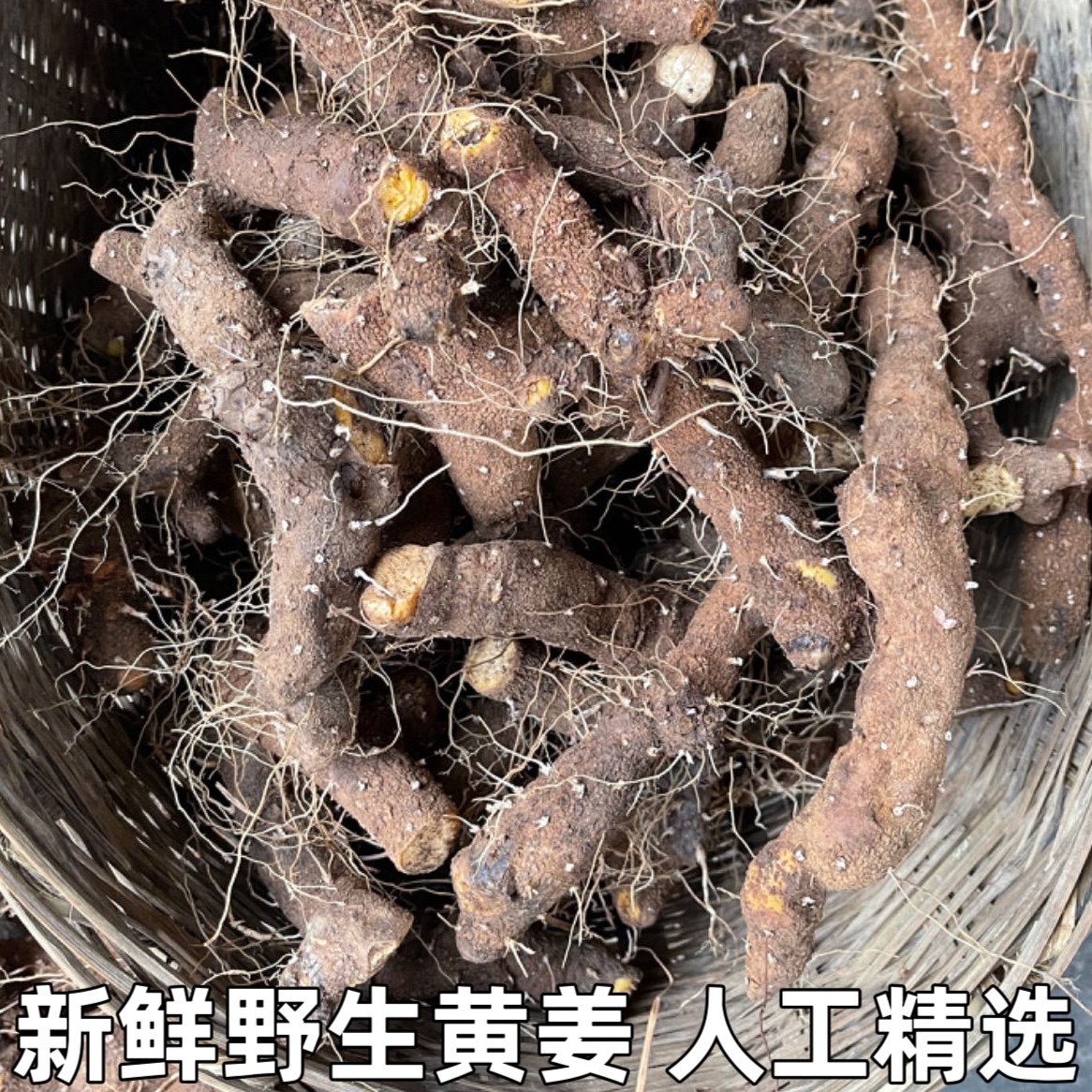 野黄姜盾叶薯蓣野生黄姜火头根