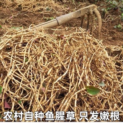 节节根农家现挖嫩根湖北凉拌节节根折耳根鱼腥草新鲜折耳根包邮