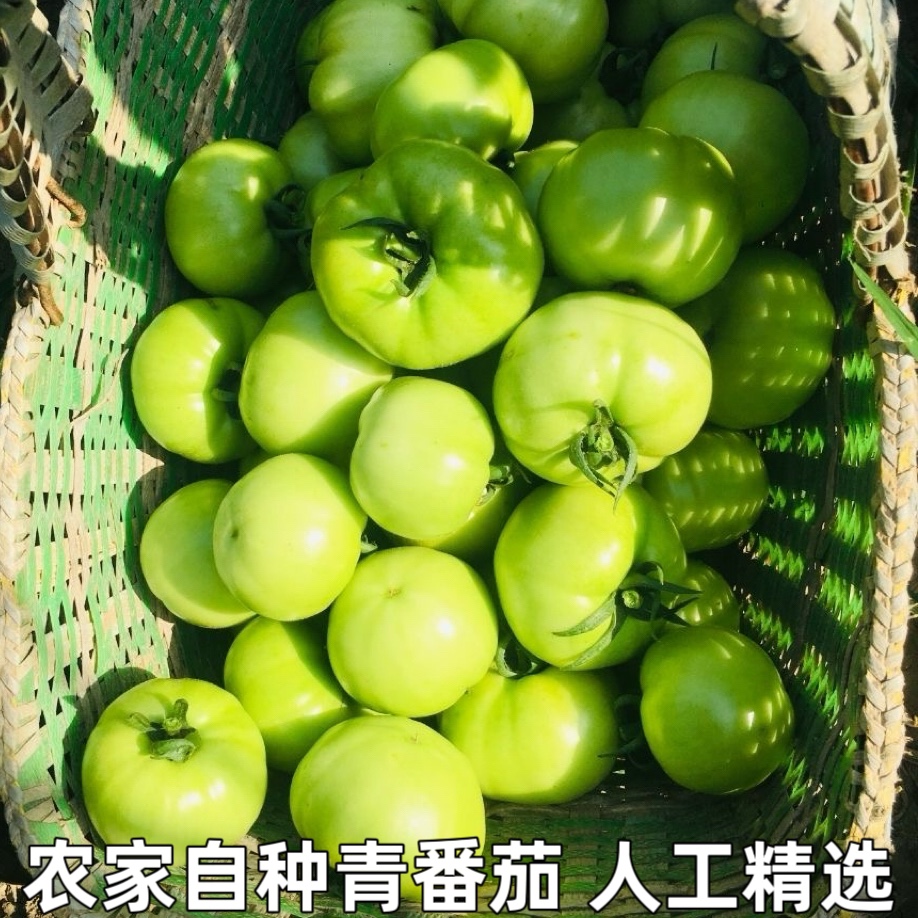 湖北宜昌农家新鲜蔬菜青番茄西红柿青西红柿绿番茄时令蔬菜包邮