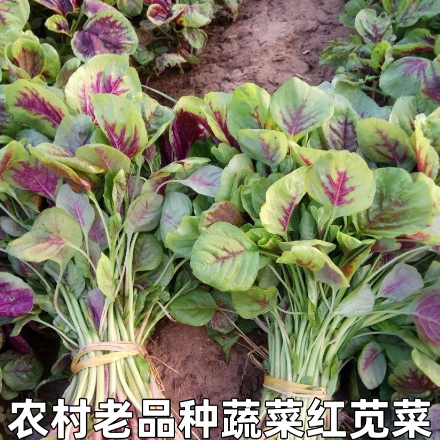 湖北新鲜农家红苋菜 露天种植汉菜 野菜 苋菜 时令蔬菜现摘红米苋