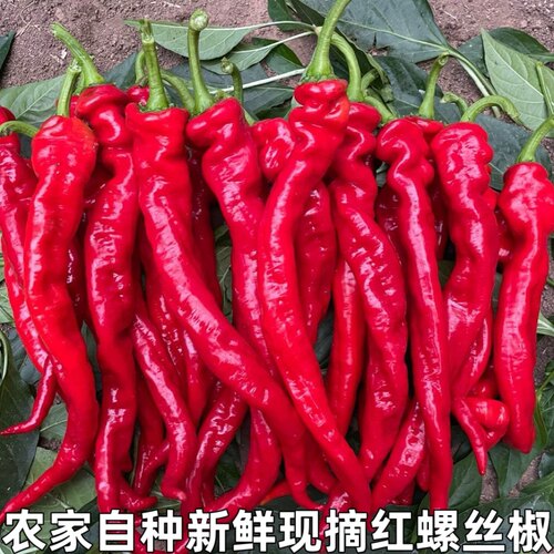 红螺丝椒鲜红螺丝椒剁椒龙椒农家蔬菜新鲜红辣椒香辣薄皮椒现摘