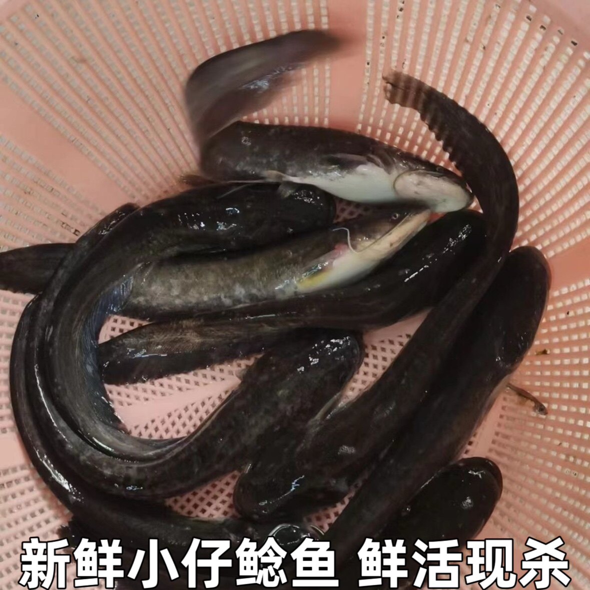 新鲜仔鲢仔鲶小鲶鱼胡子鲶大口鲶鱼本地鲶鱼河鲶鱼淡水鱼鲜活