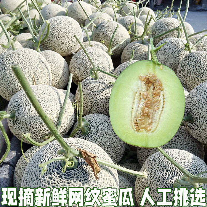 网纹瓜网纹蜜瓜新鲜水果当季现摘现发玫珑蜜瓜哈密瓜甜瓜精选