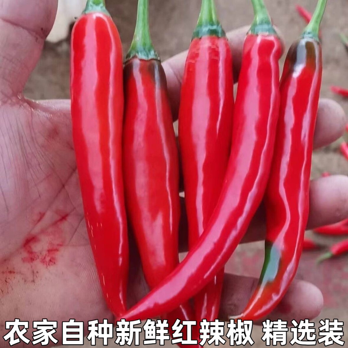 新鲜红辣椒红尖椒全红辣椒红线椒新鲜二荆条红辣椒青辣椒红海椒