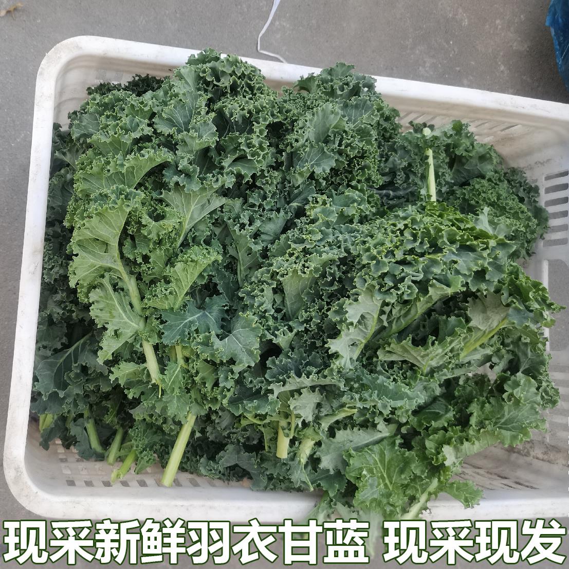新鲜羽衣甘蓝叶蔬菜生吃沙拉食用生菜榨汁食材现摘现发