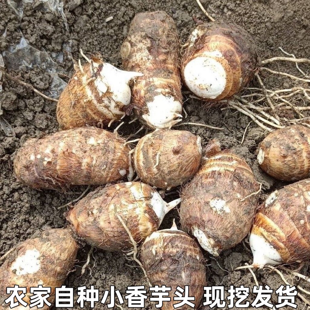 农家辅食现挖现发芋头新鲜小芋头芋头