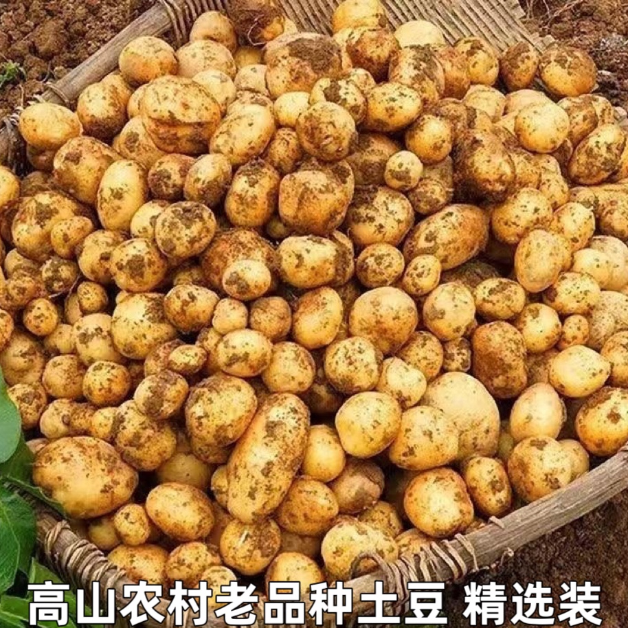 正宗恩施小土豆马尔科新鲜黄心小土豆粉糯马铃薯高山土豆烧烤洋芋