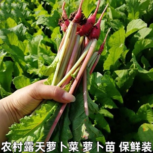 当季青蔬菜红皮小萝卜红萝卜缨子嫩萝卜苗农家新鲜萝卜菜萝卜梗