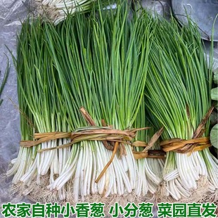 湖北新鲜小葱分葱带根农家自种现摘现发白露葱香葱农家菜小香葱