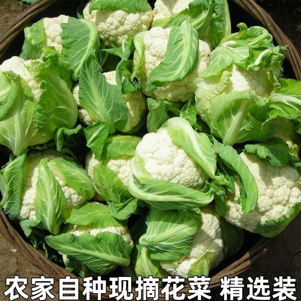 新鲜现摘菜花散菜花松花菜苗子青梗菜有菜花春季四季青菜时令蔬菜