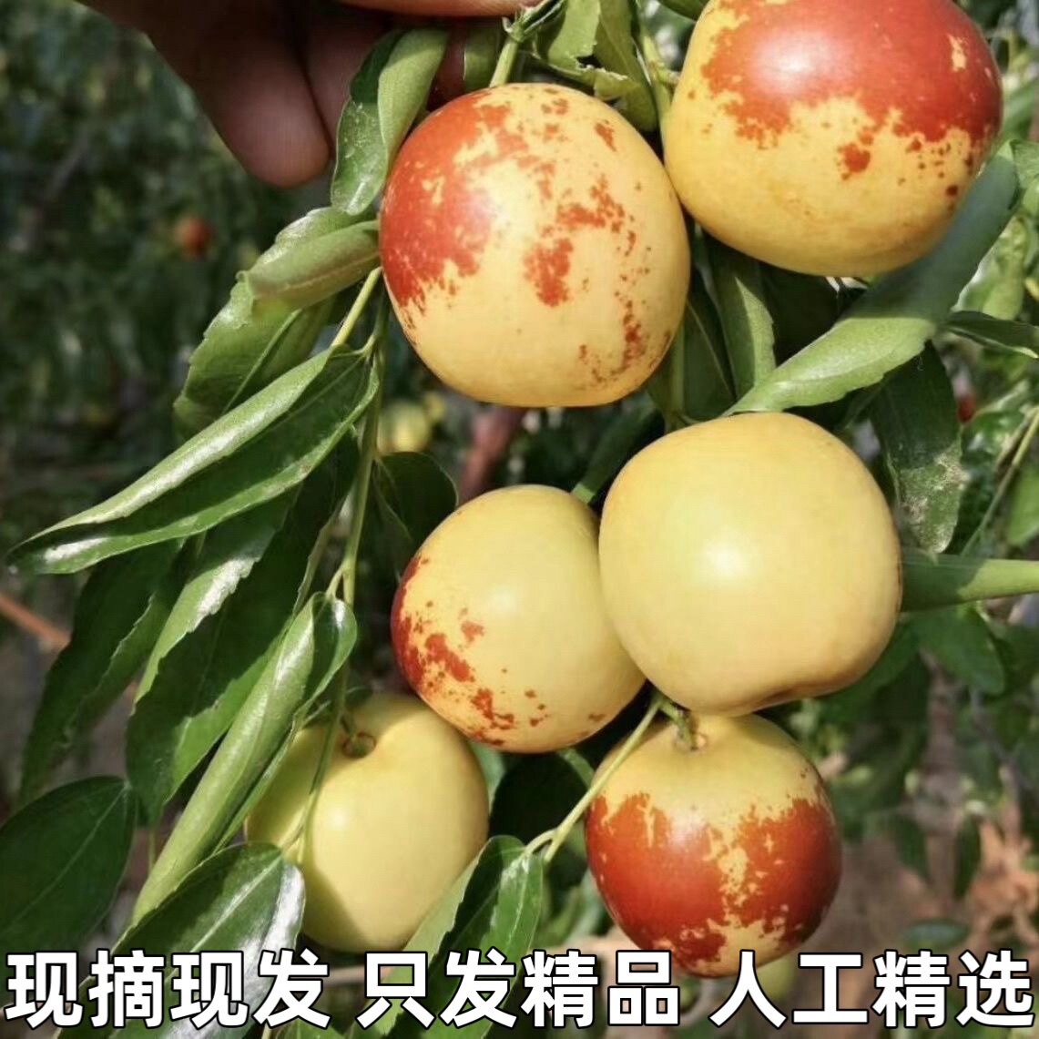 枣子新鲜脆枣大荔冬枣脆甜枣冰糖枣精选装新鲜当季时令水果包邮
