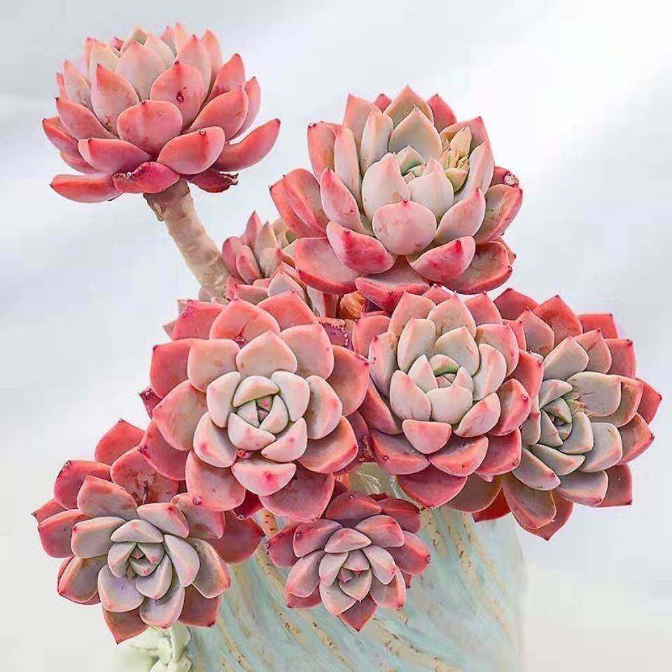 精品大群红粉佳人老桩多肉植物 新手好养易活 可庭院露养阳台室内