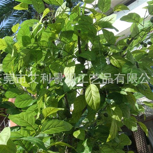 核桃树大型开心果树红枣树园林景观装饰树绿植