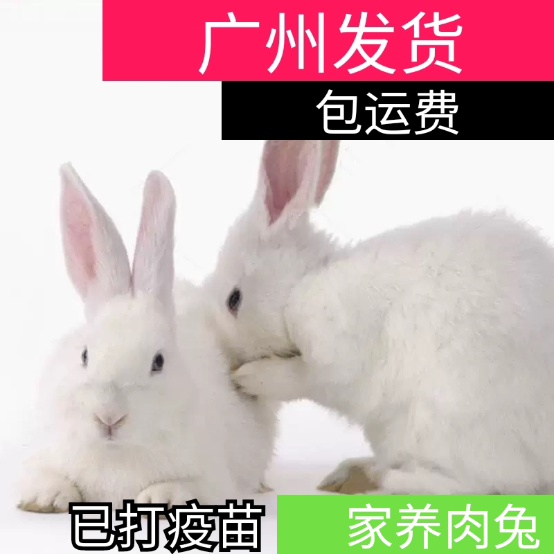 已打疫苗兔子活体大型肉兔苗繁殖兔