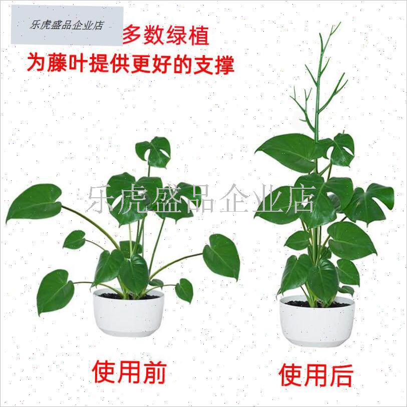 文竹支撑架植g物固定防倒伏龟背竹支撑杆绿萝爬藤花架支架园艺造.