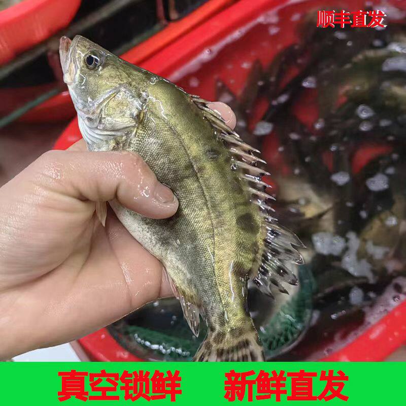 非养殖溪流淡水鱼花鳜鱼小桂鱼溪流水库野鳜鱼鲜活现杀石桂鱼顺丰
